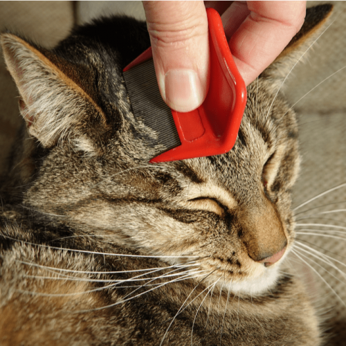 Der 6 beste Cat Flea Comb mit ergonomischem Griff