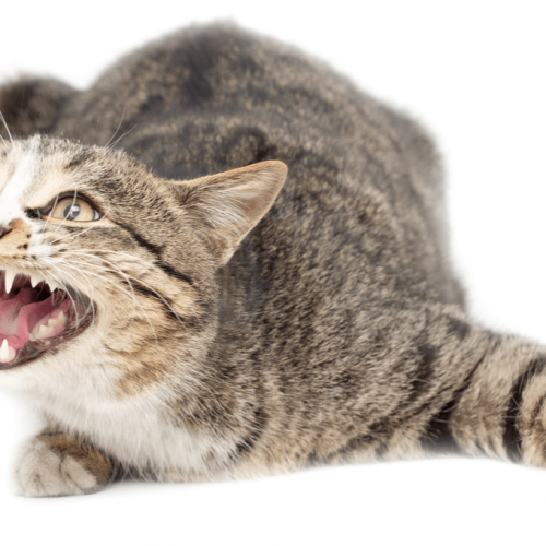 why cats growl