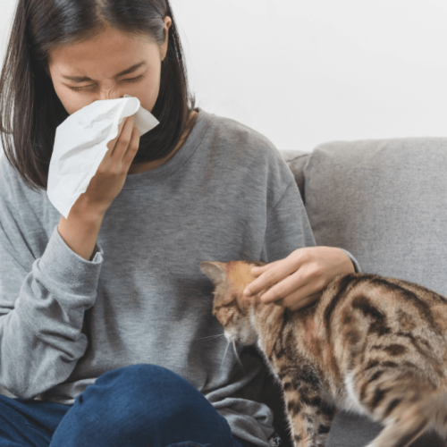 Cat allergy